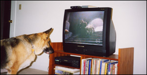 Bear watching Irish Wolfhounds on TV