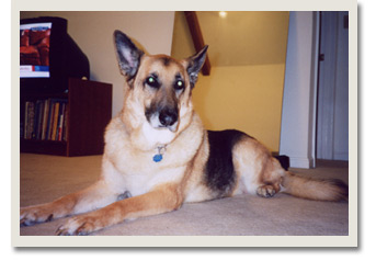 Photo of Bear